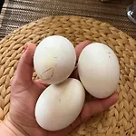 The Farm stay