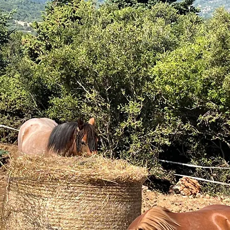 Bauernhof The Vitina