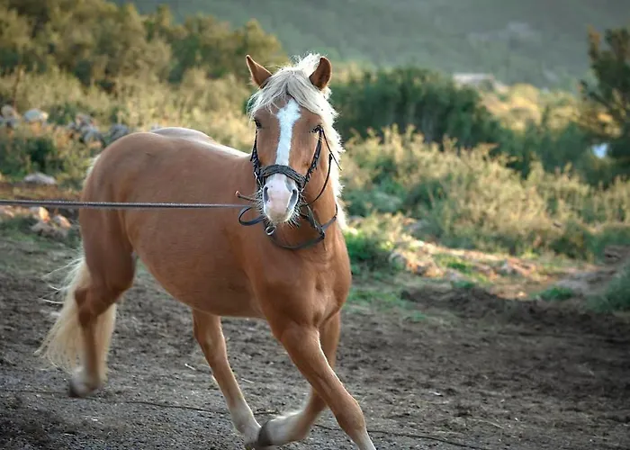 The Lantgård Vytina