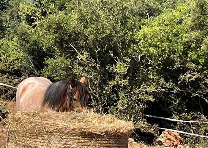 Lantgård The Vytina